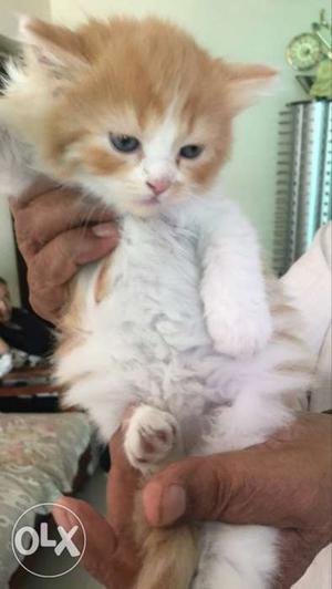 Persian cat 40 days old three baby