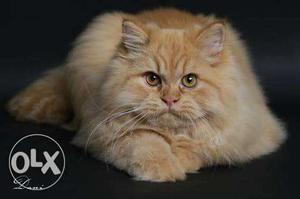 Persian cat doll face male