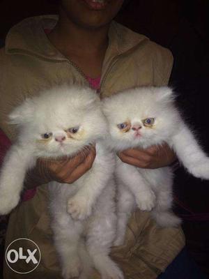 Persian cat for sale good condition 30 day white