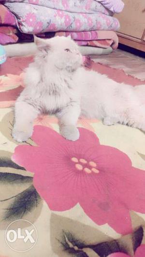 Persian cat for sale good quality fully trained