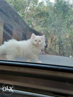 Persian cat kitten.good breed.quality male