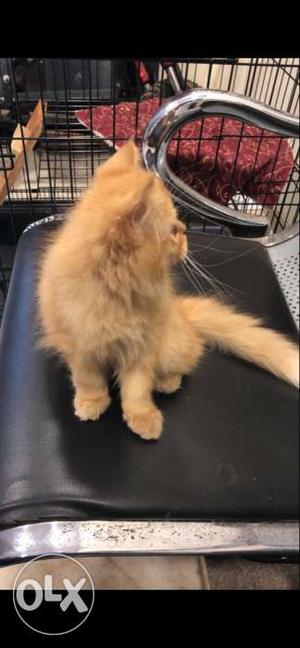 Persian cat kitten.triple coat long hair. fully trained