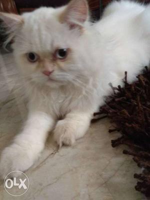 Persian cat male 7months old