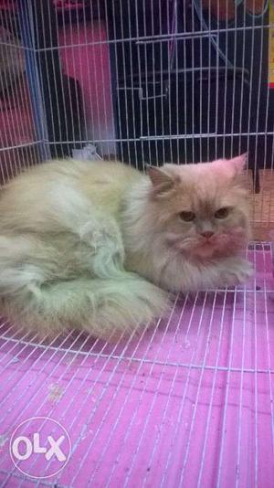 Persian cat male 9 month age