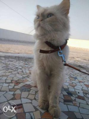 Persian cat male semi punch face 1 year and 2