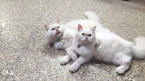 Persian cats of 1 year old