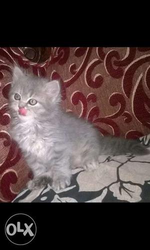 Persian kitten 35days old female.gray Persian.