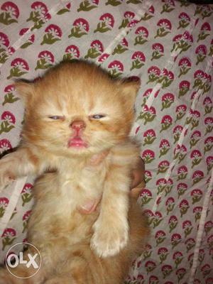 Persian kitten flat face