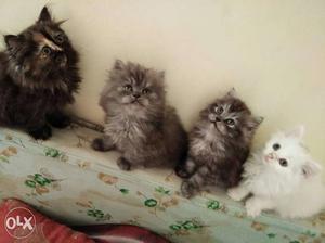 Persian kittens, 2 months old, each ,white