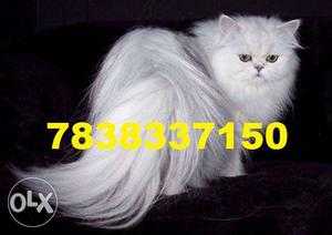 Persian kittens available for sale male female in for sell