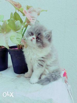 Persian kittens available for sale male full