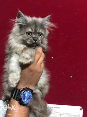 Persian kittens available we have all types of