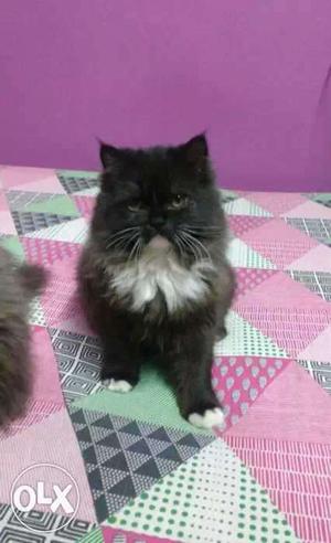 Persian kittens for genuine buyers. extremely