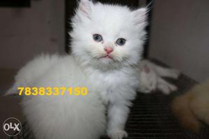 Persian pure breed 1 year old male in for sell One kennel