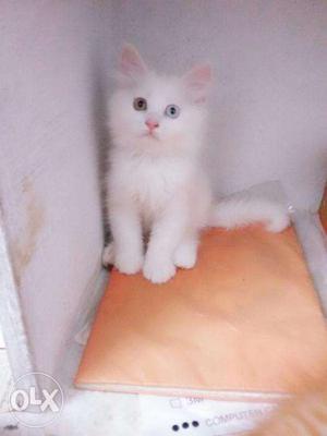 PersianDoll Face Kittens /-