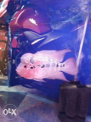 Pink, White, And Black Flowerhorn Fish