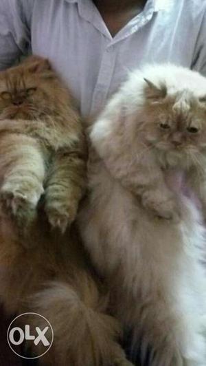 Punch face large size breed Persian available