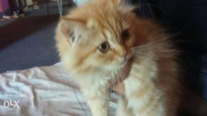 Punch face persian cat for sale