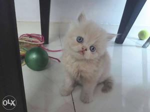 Punch persian male kitten available