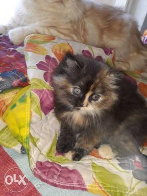Pur Doll face Persian cat female Only 3 and half Months old