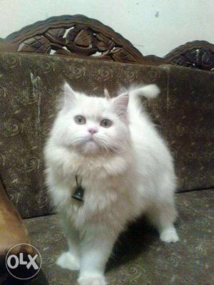 Pure Persian Kitten Double Coat for sell