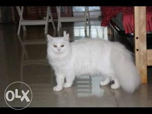 Pure Persian cats 3 available, two pure white and one brown