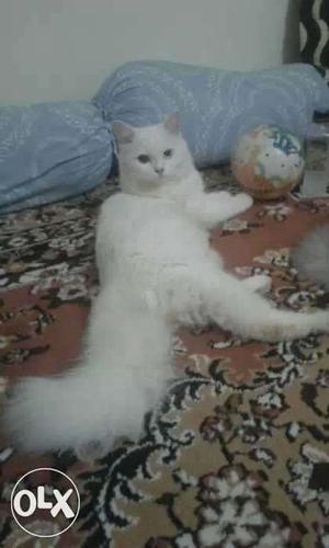Pure Persian female cat one years old full white