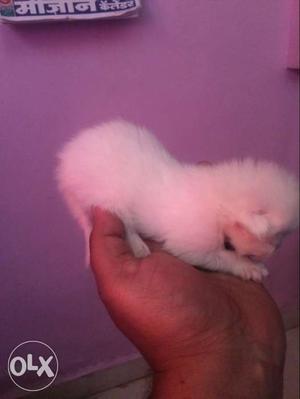 Pure persian kittens available in various colours