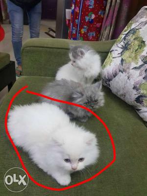 Pure persian kittens with healthy fur