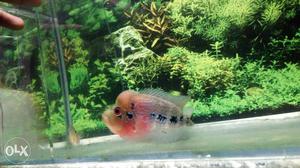 Red And Gray Flowerhorn Cichlid Fish