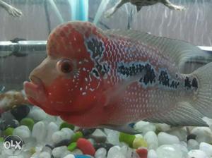 Red Flowerhorn Cichlid fish. Healthy fish with