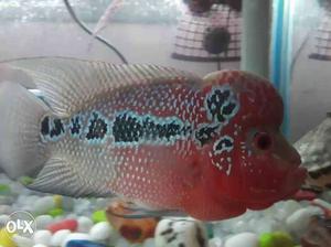 Red Flowerhorn Fish just for 900. Healty fish and