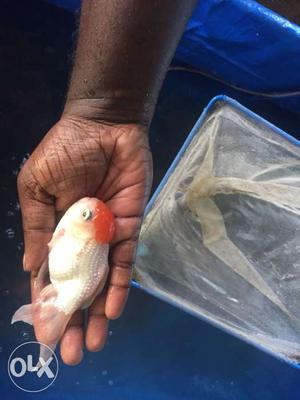 Red cap gold fish (4 inch body) ph