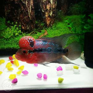 Red dragon flowehorn free home delivery last