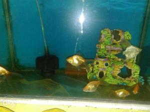 Sale in 5 gold fish & 2 silver Angel fish price