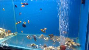 School Of Clown Fishes