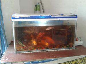 Sell aquarium tank only fish tank 2ft