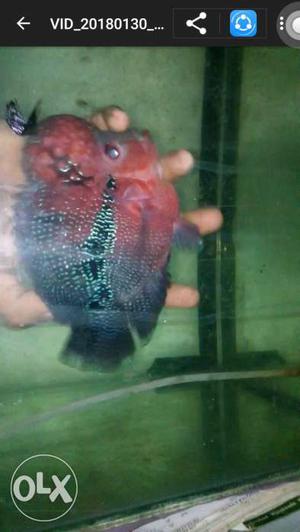Sell r exchange Short body Flowerhorn Fish with