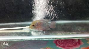Selling Imported Male flowerhorn fish 2.5 inches.