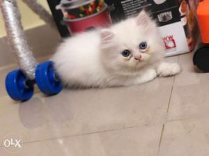 Semi punch persian kitten