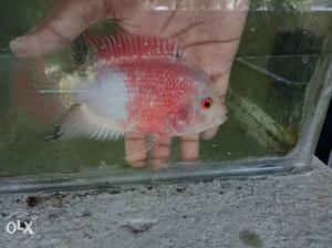 Silver And Red Aquarium Fish