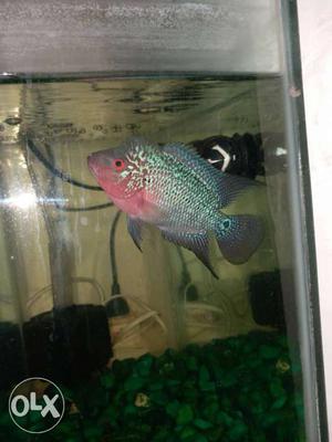 Silver And Red Flowerhorn Fish