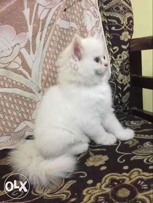 Snow white,female Persian kitten healthy and