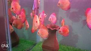 Super red checkerbord discus 3 to 4inch very