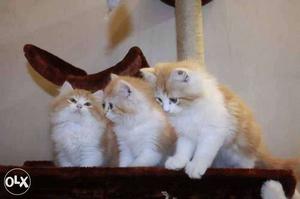 Three Long-coated Orange Kittens