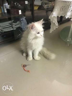 Three months old female persian cat