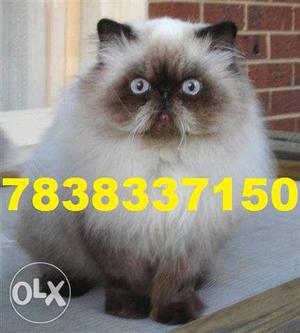Top Quality Persian Kittens For Sell Online Shop in One
