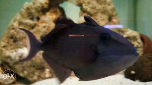 Trigger fish (marine)very active and healthy