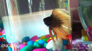 Two Betta fish 280 rs.male +female (Double tail)