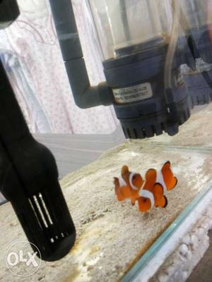 Two Clown Fish:with tank and skimmer and hang on filter